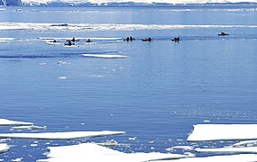 Canoas entre el hielo.jpg