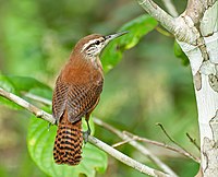 Long-billed wren (Cantorchilus longirostris) Cantorchilus longirostris -Registro, Sao Paulo, Brazil-8.jpg