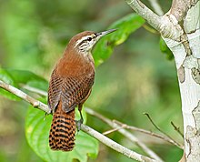 Cantorchilus longirostris -Registro, Sao Paulo, Brazil-8.jpg