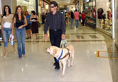 Pies jako przewodnik niewidomego