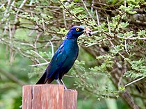 Cape Glossy Starling.jpg