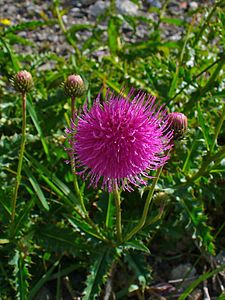 Carduus defloratus Inflorescence