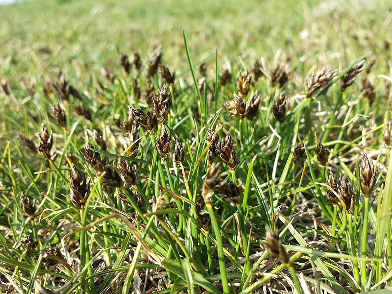 File:Carex stenophylla (subsp. stenophylla) sl67.jpg