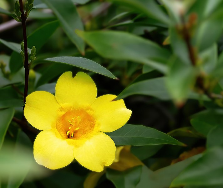 File:Carolina jessamine -- Gelsemium sempervirens.jpg