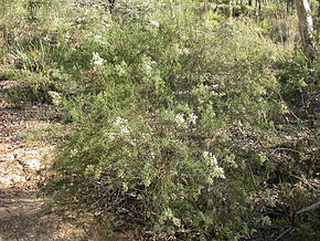 Beskrivelse af billedet Cassinia longifolia 1.jpg.