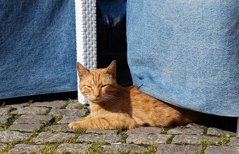 File:Cat in Rousse.jpg