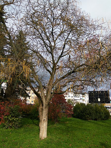 File:Catalpa bignonioides in Chortkiv (Oct 2017) 2.jpg