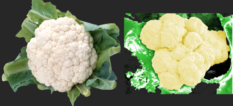 File:Cauliflower vs sintesis.png