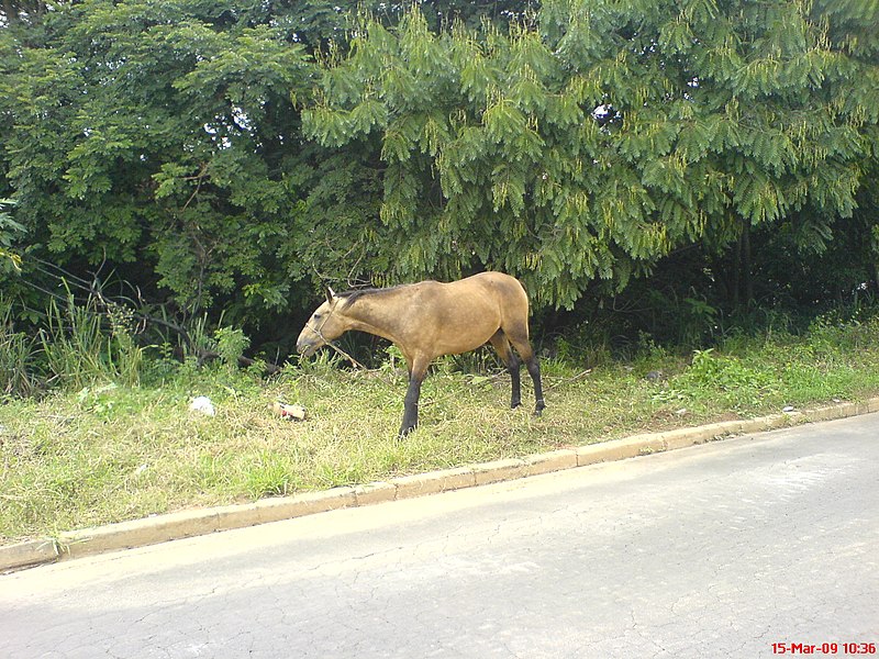 File:Cavalo - panoramio.jpg