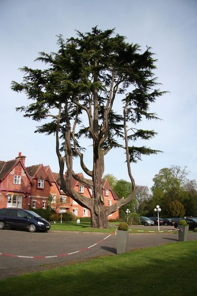 File:Cedar of Lebanon - geograph.org.uk - 787471.jpg