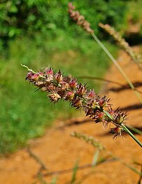 Cenchrus echinatus in Brazil