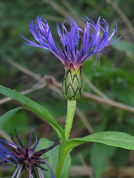 File:Centaurea montana RF.jpg