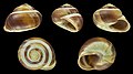 * Nomination Shell of a Grove snail, Cepaea nemoralis --Llez 07:12, 24 January 2021 (UTC) * Promotion  Support Good quality. --Ercé 07:30, 24 January 2021 (UTC)