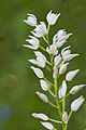 Cephalanthera longifolia France - Lurais (Indre)