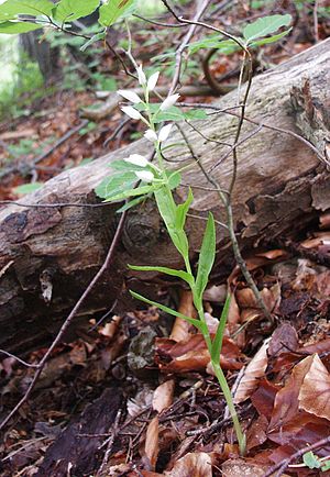 Waldvöglein: Beschreibung, Arten und Verbreitung, Naturhybriden