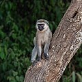 * Nomination Tantalus monkey (Chlorocebus tantalus), Lake Mburo National Park, Uganda --Poco a poco 18:50, 27 May 2024 (UTC) * Promotion  Support Good quality. --Benjism89 20:01, 27 May 2024 (UTC)