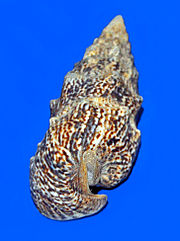 Shell of Pseudovertagus aluco from Australia Cerithidae - Pseudovertagus aluco.jpg