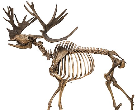 Replica of an American stag-moose skeleton