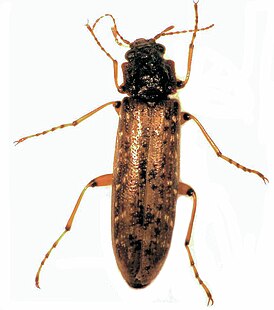 Chalcodryidae