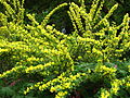 Chamaecytisus ruthenicus 01.JPG