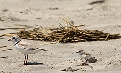 Piping plovers in Cape May Charadrius melodus -Cape May, New Jersey, USA -parent and chick-8 (1).jpg