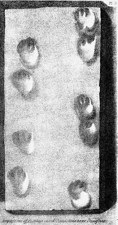 Illustration of Chelichnus, the first kind of fossil footprint to be studied by scientists. It was originally thought to have been left by a tortoise, but is now attributed to an evolutionary precursor to mammals. Chelichnus-buckland.jpg