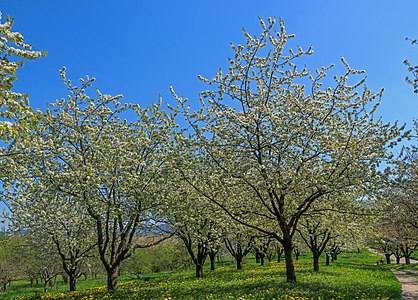 Flowering cherry trees Sasbach