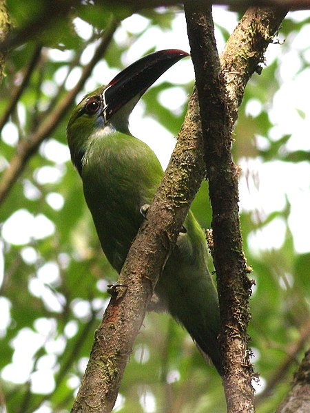 Aulacorhynchus derbianus