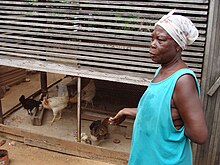 The expectations chickens might form about farmer behavior illustrate the "problem of induction". Chicken farmer in Ghana (5926941911).jpg
