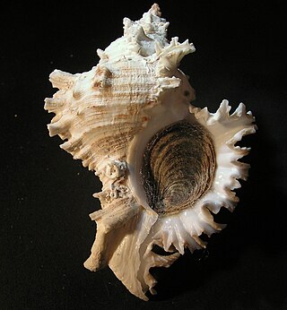 <i>Chicoreus bundharmai</i> Species of gastropod