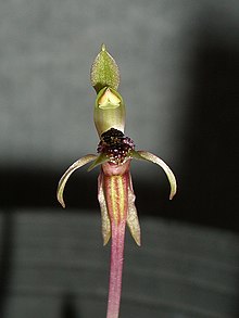 Chiloglottis truncata.jpg