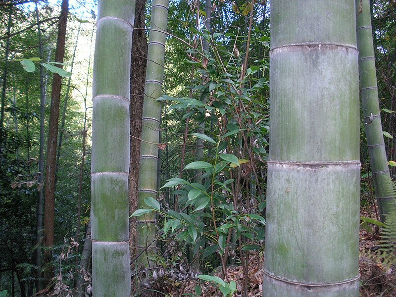 File:China Anhui Huang Shan bamboo.JPG