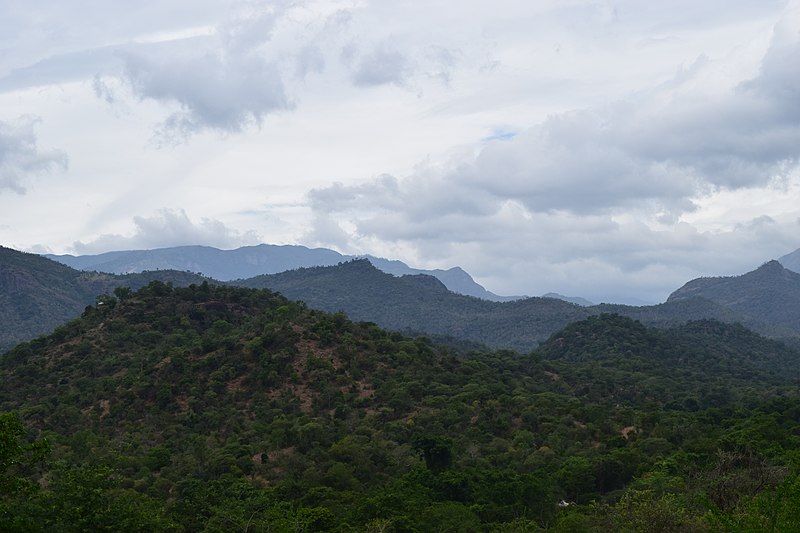 File:Chinnar Wildlife Sanctuary DSC 5912.jpg