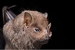 Thumbnail for Guadeloupe big-eyed bat