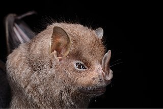 Guadeloupe big-eyed bat Species of bat