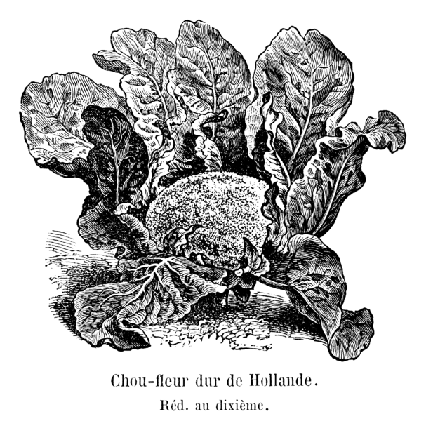 File:Chou-fleur dur de Hollande Vilmorin-Andrieux 1904.png