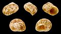 * Nomination Shell of an Orange-mouthed Top Snail, Chrysostoma paradoxum --Llez 17:58, 7 January 2017 (UTC) * Promotion  Support Good quality.--Famberhorst 18:25, 7 January 2017 (UTC)