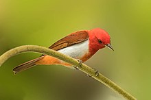 Crisothlypis salmoni - Scarlet-and-White Tanager.jpg