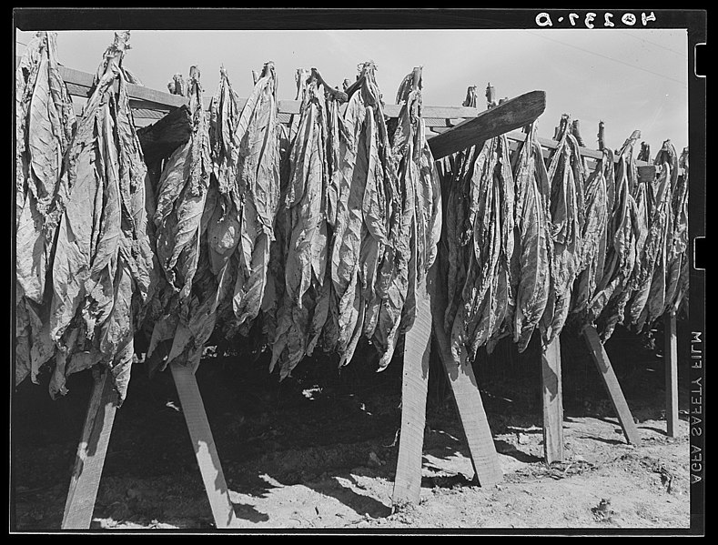 File:Churchtown vicinity, Lancaster County, Pennsylvania. Tobacco drying in a field, 1938 by Sheldon Dick.jpg