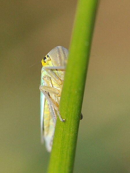 File:Cicadella viridis 1.JPG