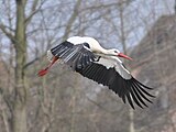 Storch beim auffliegen.