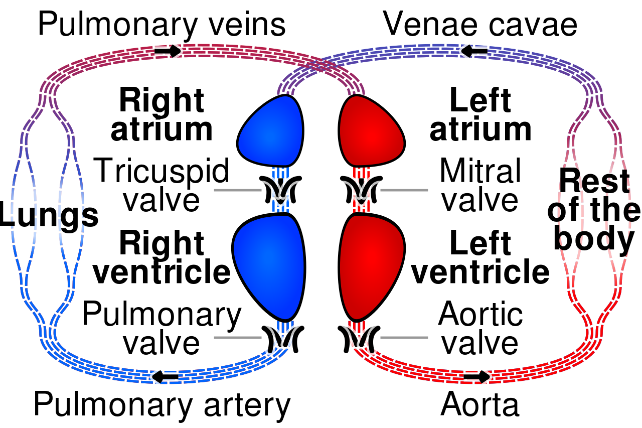 File:Circulatory system  - Wikimedia Commons