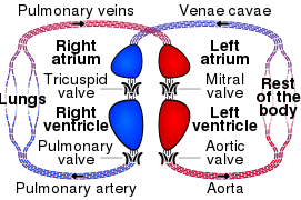 Circulatory system SMIL.svg