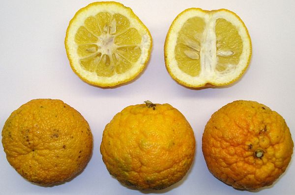 The bitter orange, whole and sectioned