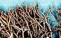 Cladonia furcata-1.jpg