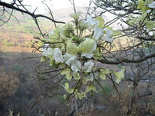 <i>Cladostemon</i> Genus of flowering plants