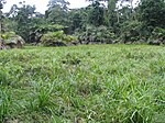 Glade i Lobéké National Park.JPG