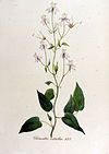 Clematis vitalba — Flora Batava — Volume v12.jpg