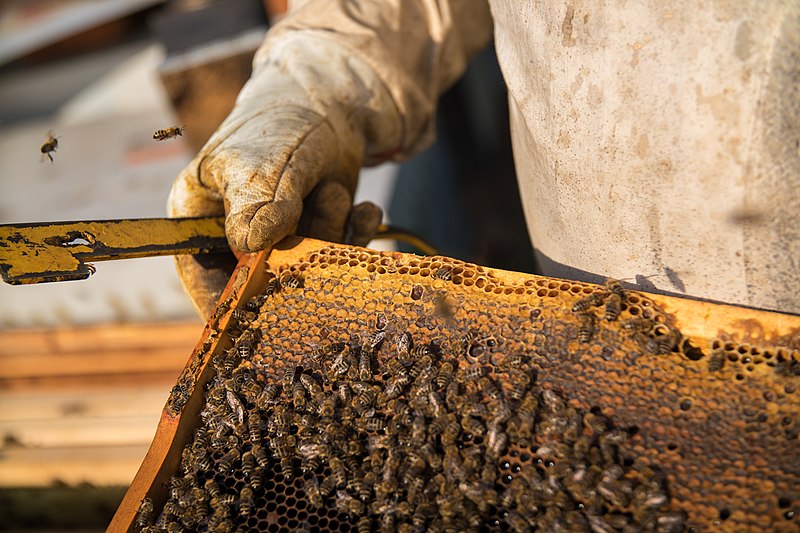 File:Close-up of a beehive frame with honey and bees (48461522792).jpg