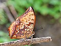 * Nomination Charaxes kahruba (Moore,1895)- Variegated Rajah. By User:Atanu Bose Photography --Sandipoutsider 05:08, 26 July 2023 (UTC) * Promotion Good quality --Llez 05:19, 26 July 2023 (UTC)